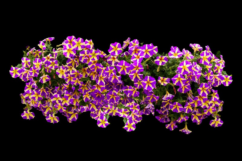 Window Boxes
